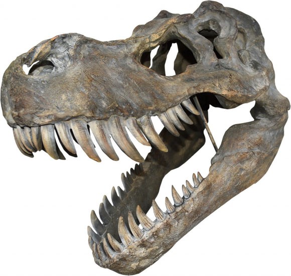 Giant T-Rex Wall Mounted Skull 51.5cm