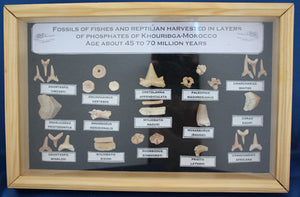 Framed Fossil Tooth Collection