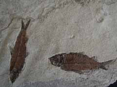 Fossil Fish Group - Knightia