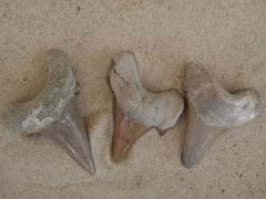 Fossil Shark Tooth - Lamna