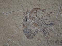 Carpopenaeus Shrimp Fossil - Lebanon