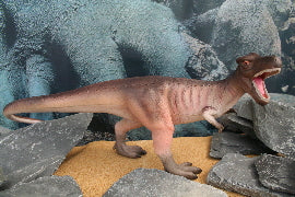 T-rex - Large NHM Collection