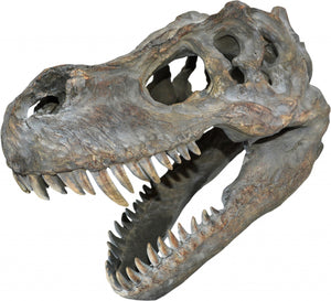 T-Rex Wall Mounted Skull 39.5cm