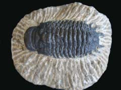 Trilobite Fossil - Crotalocephalus