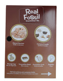 Real Fossil Excavation Kit